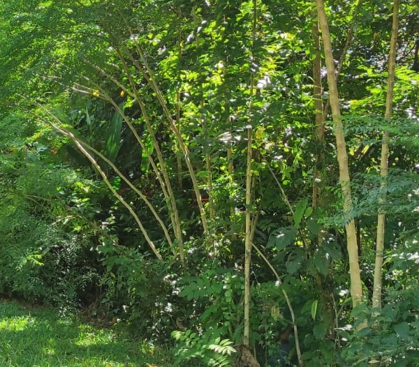 Servicios Tecnológicos y Biotecnológicos Forestales <br></p> Gestión y Conservación de Sistemas Ecológicos Forestales </p> Servicios Ecosistémicos, Biodiversidad y Cambio Climático <br></p>  Análisis y Desarrollo Forestal <br></p> 