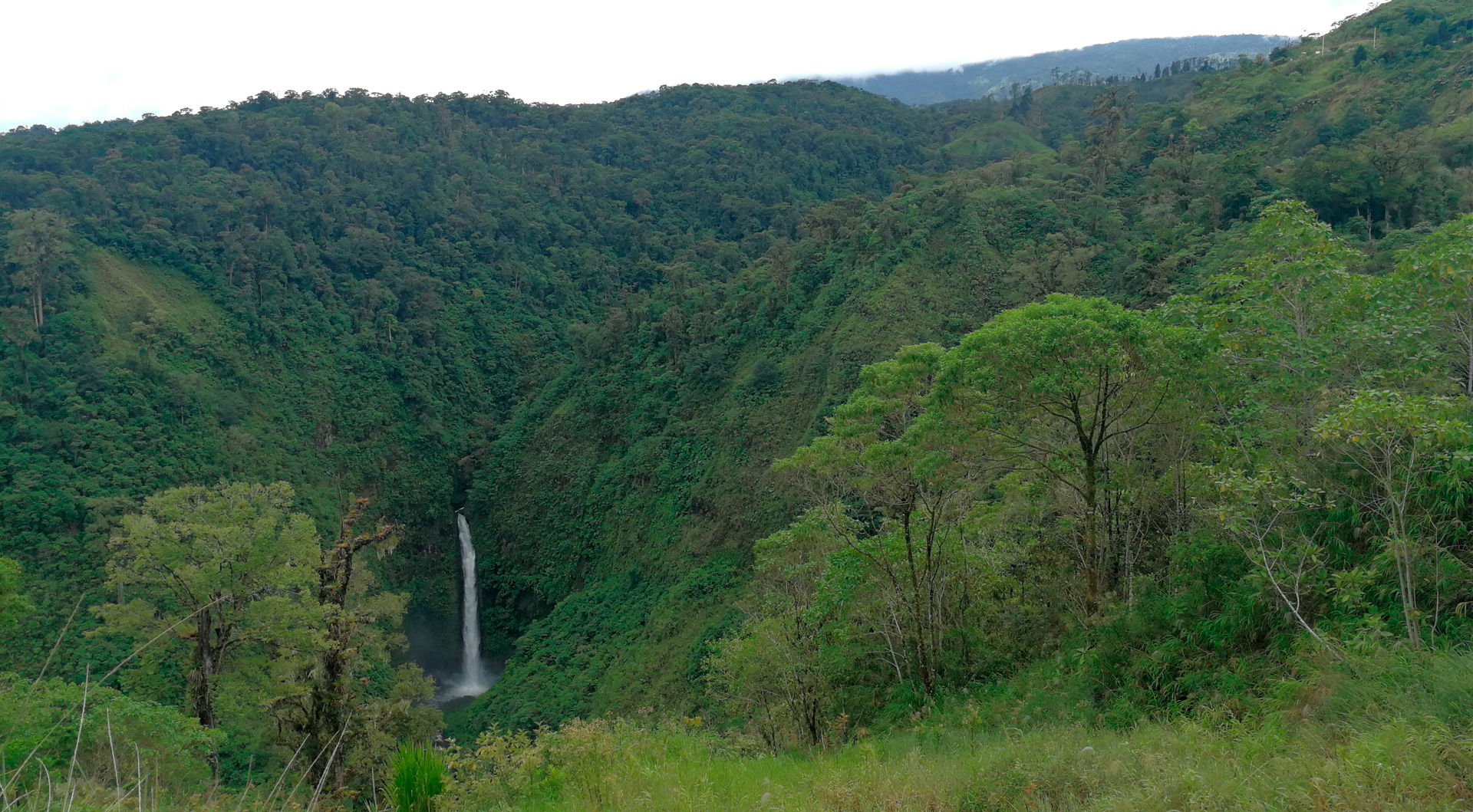 Gestión de Bosques