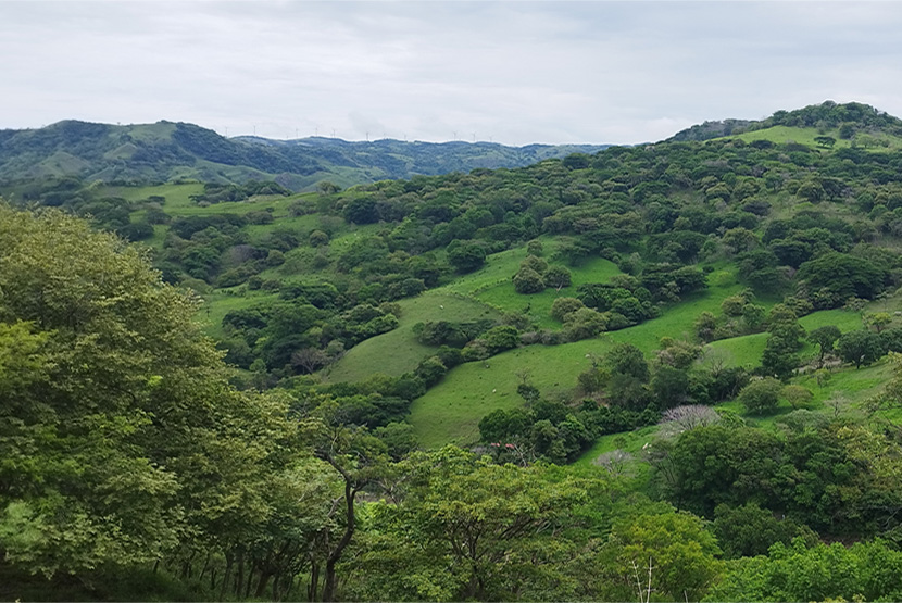 <a href=index.php/acerca-de>Bosques</a>