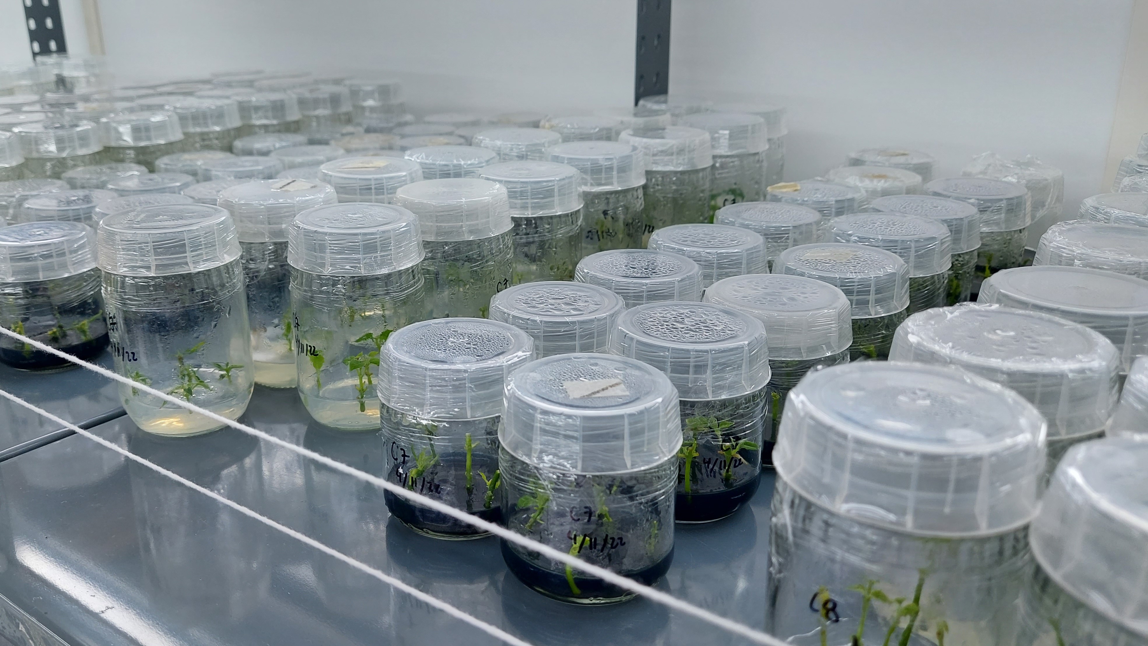  Biotecnología Forestal