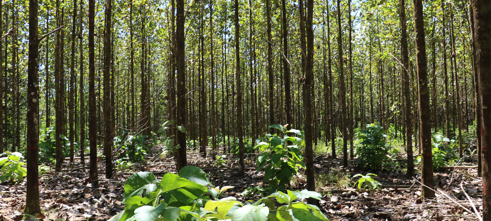 Análisis y desarrollo forestal